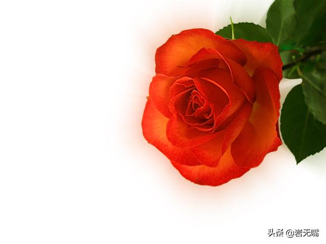 情人节送男友什么礼物情人节：最美的玫瑰花送给你，最好的情话说给你听