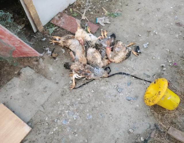 哈士奇給主人抓了，15隻雞9隻鵝，主人賠錢賠到哭 萌趣萌寵 第5张