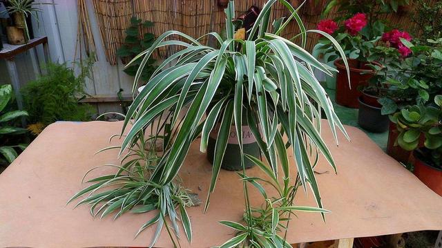 吊兰怎么养才能爆盆，养吊兰只需要注意三点