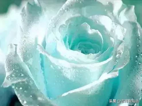 情人节礼物送什么明天情人节，送你999滴水玫瑰，太太太太美了，祝你美满幸福