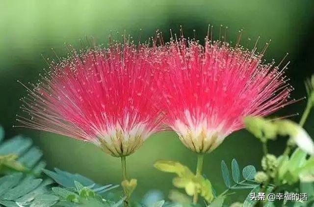 送老婆鲜花寄语简短 老公送老婆什么花好