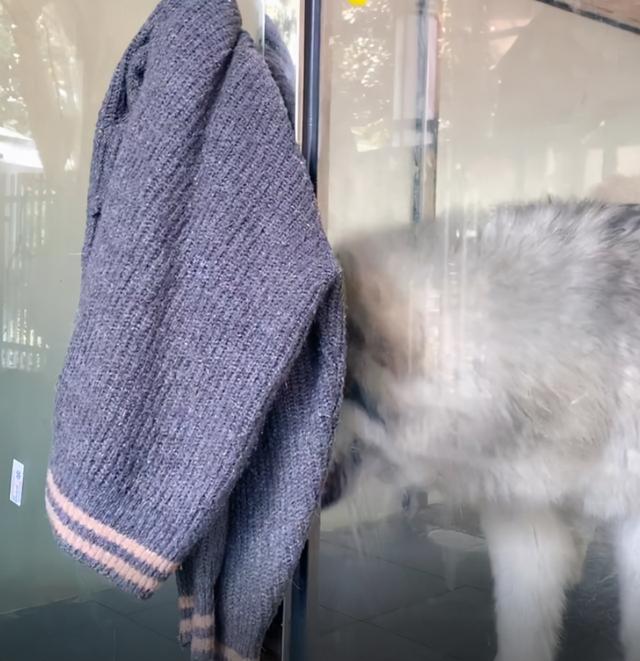 狗狗寄養思念主人，主人寄來貼身衣物，狗：就是這個味兒 萌趣萌寵 第4张