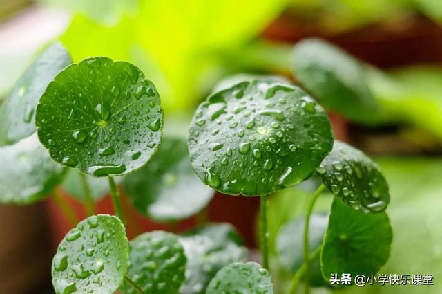 写景的作文300字 状物类作文300百字