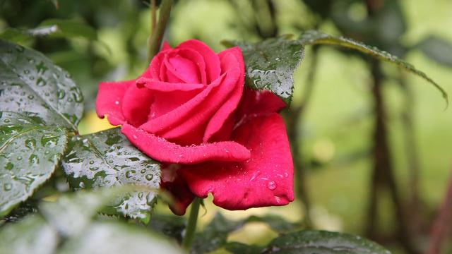 玫瑰花全屏锁屏壁纸,玫瑰花图片大全大图高清玫瑰