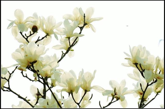 表达友谊送女性朋友鲜花,女生生日送什么花