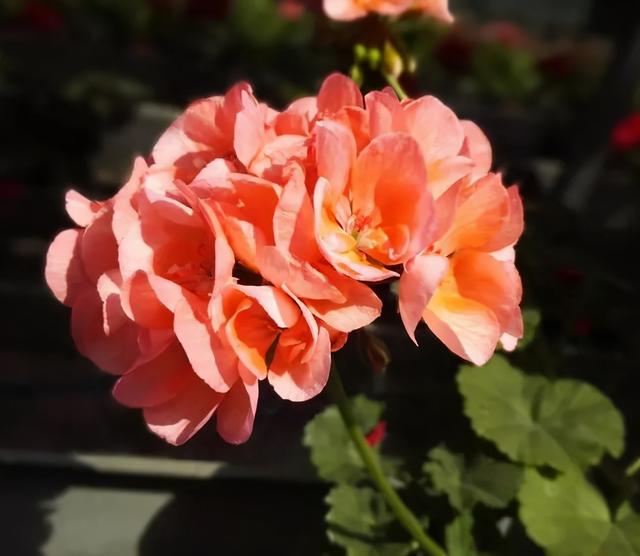 最美的各种花朵唯美图片大全,好看的鲜花图片 唯美