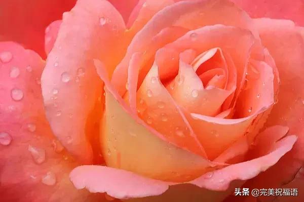 情人节送女孩礼物明日情人节,214朵玫瑰送给亲爱的朋友,祝你们情人节快乐