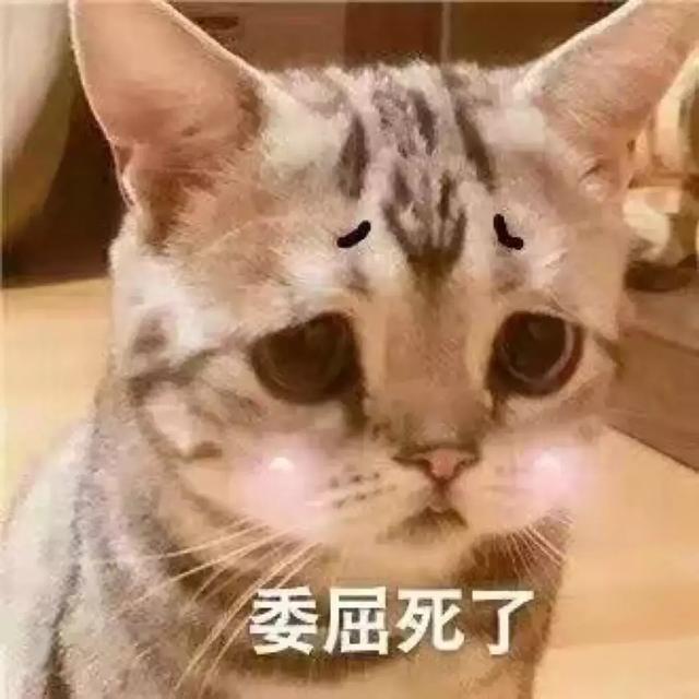 他严重猫毛过敏 猫一蹭脸就肿成猪头 却守护了主子21年 天天要闻