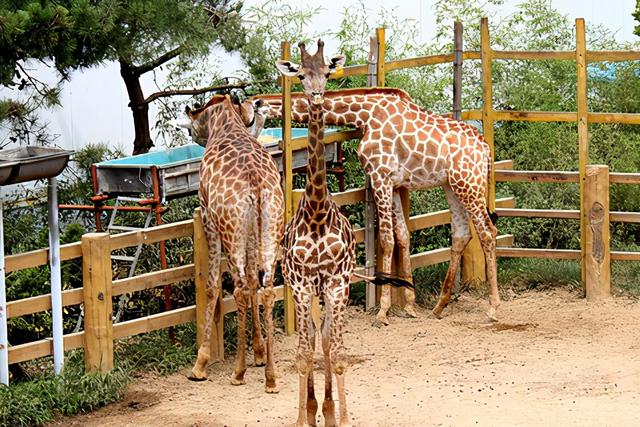 威海旅游必去景点，威海旅游攻略必去景点