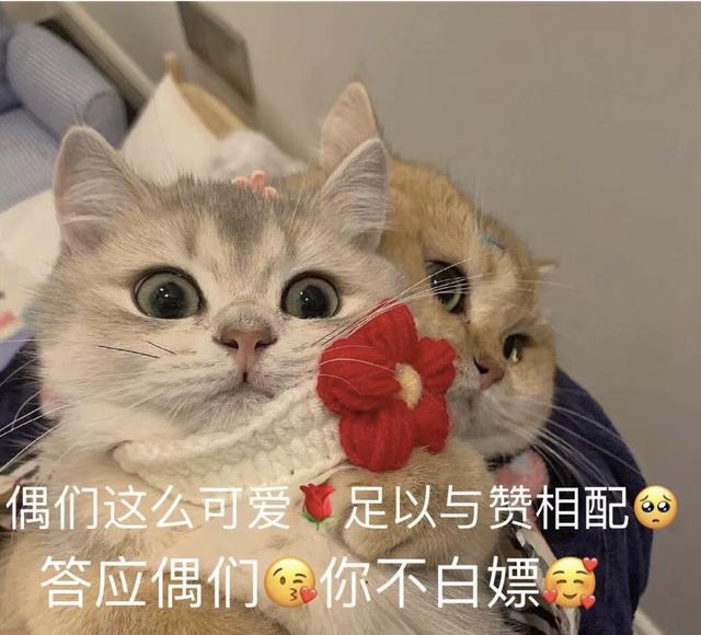 海量 八卦，爆料，瓜 娛樂八卦吃瓜 第1张
