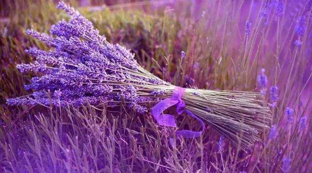 七夕送什么除了玫瑰，这些花都代表爱情，情人节送对象最合适了