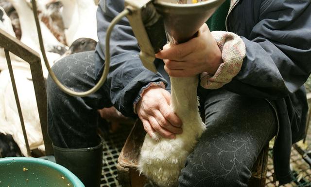 為什麼法國的鵝肝賣那麼貴，中國鵝肝就代替不了嗎？看完漲知識了 熱愛美食 第10张