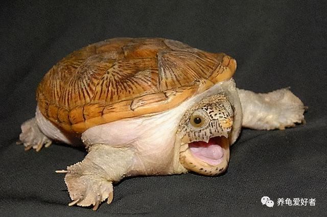 巴西龟肺炎会自愈吗（龟龟患了肺炎死亡概率很高）