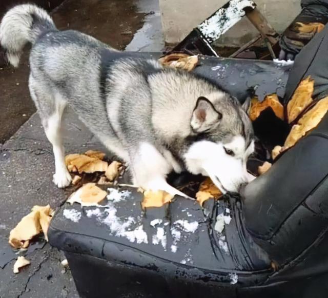 什么狗狗长不大好养不易生病，“最不易生病”的6种狗狗