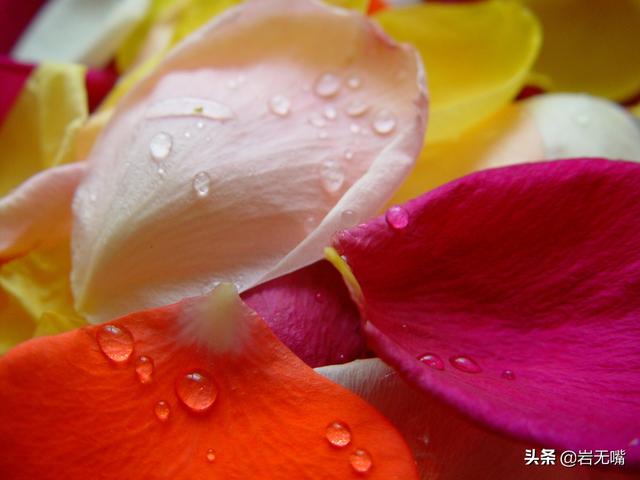 情人节送男友什么礼物情人节：最美的玫瑰花送给你，最好的情话说给你听