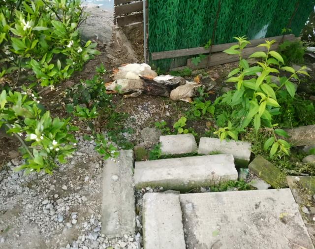 哈士奇給主人抓了，15隻雞9隻鵝，主人賠錢賠到哭 萌趣萌寵 第4张