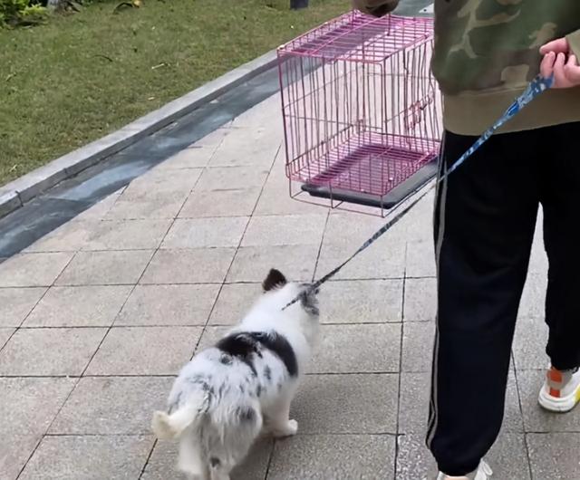 撿到一隻邊牧幼犬，養了一晚上，終於明白了它被遺棄的原因 萌趣萌寵 第2张