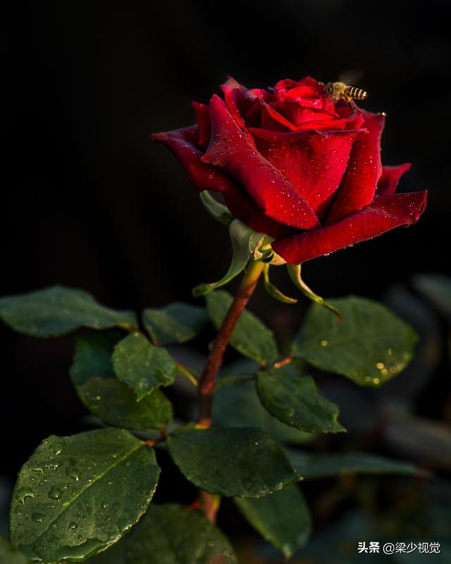 情人节送男友什么好情人节，一组玫瑰花祝您节日快乐