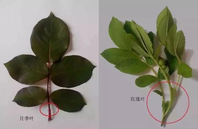 情人节送男朋友礼物情人节我们送的玫瑰其实都是月季