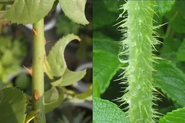 情人节送男朋友礼物情人节我们送的玫瑰其实都是月季