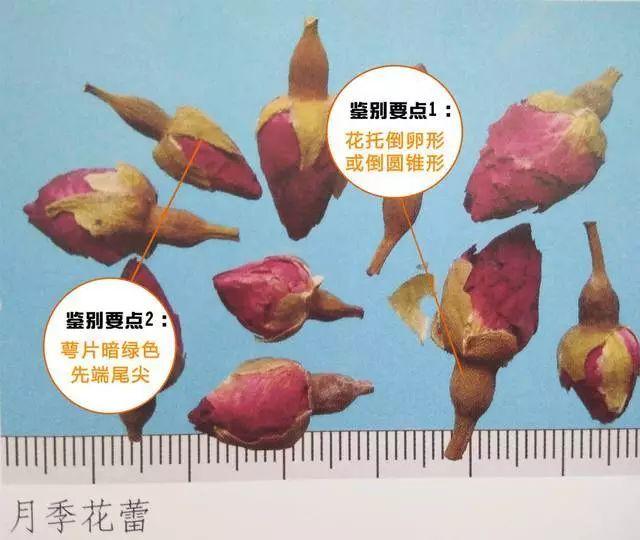 今年情人节送什么好「本草驿站」情人节的花，你送对了吗？