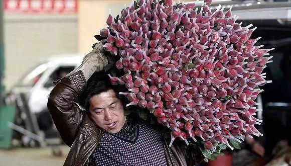 情人节该送男友什么一天上百万枝玫瑰被销毁，云南鲜花产业损失或达百亿！这