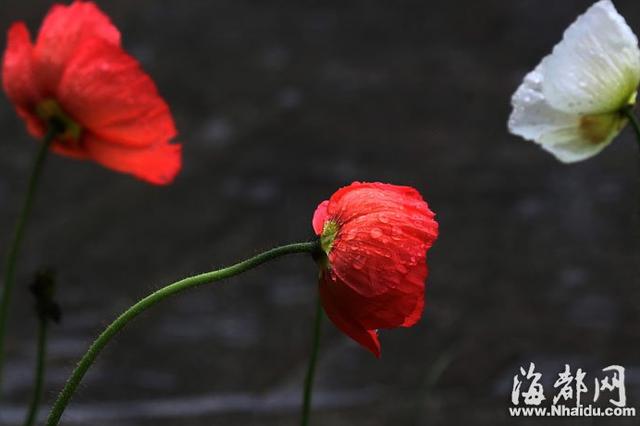 情人节女孩要送礼物白色情人节什么意思 白色情人节来源3月14日白色情人节情
