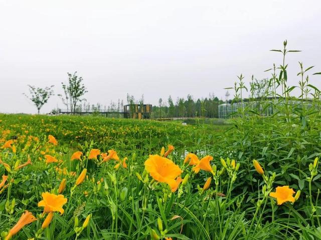 上海罗泾罗泾镇塘湾村萱草花海盛放快来宝山一日游必去景点