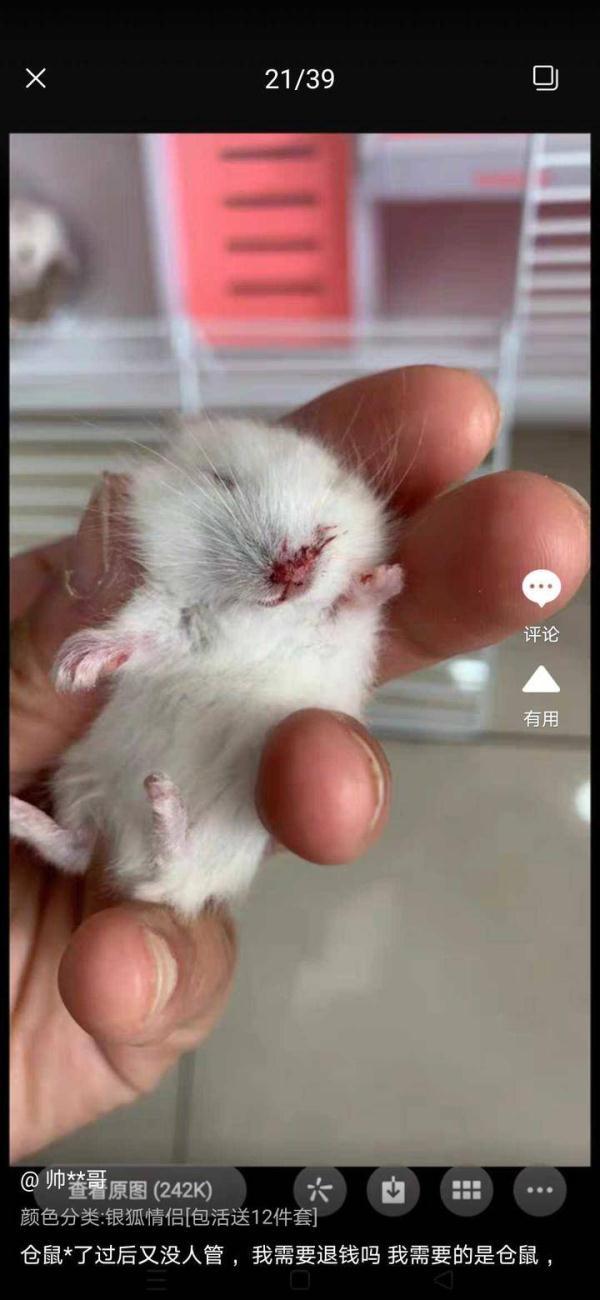 最低几块钱，“宠物盲盒”电商平台仍在卖