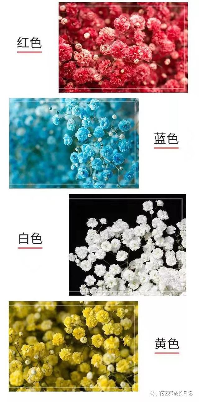 情人节送女孩什么礼物除了红玫瑰，七夕节我们还可以送哪些花表达爱？