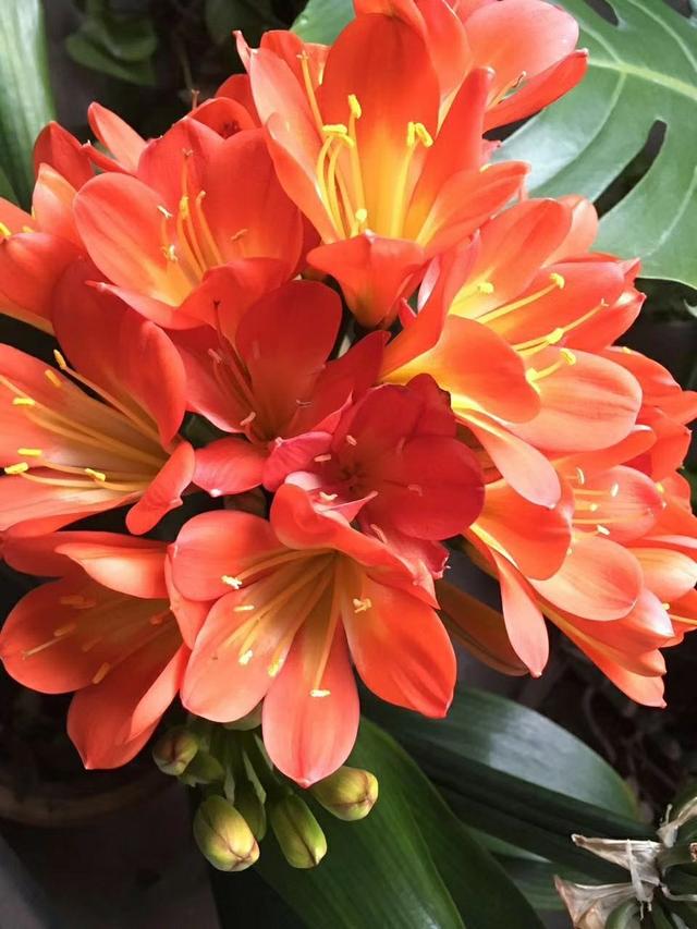 There Are 4 Kinds Of Flowers You Should Water Less And Sun Less During The Summer So You Can Spend The Summer Smoothly Daydaynews