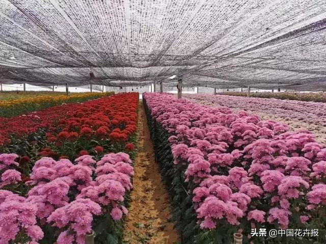 今年情人节送什么好谁说情人节没有鲜花？请签收我为您种下的这片花海