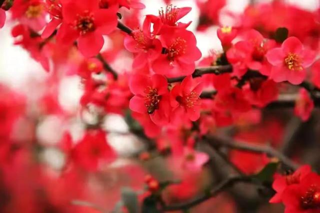 朱熹两首经典诗歌赏析（观书有感、春日）