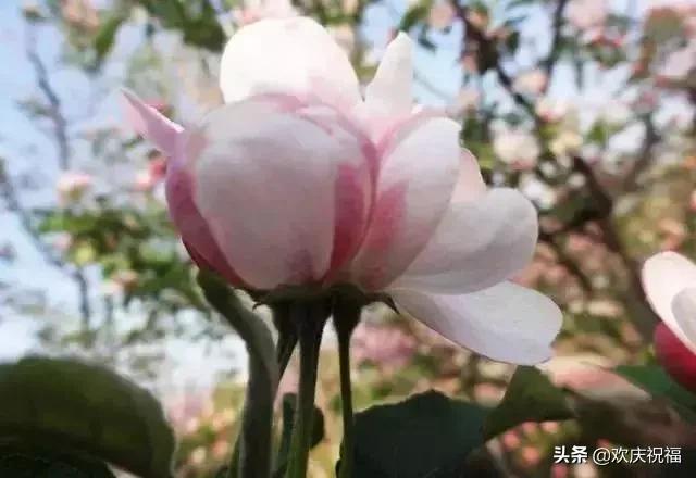 情人节送女生什么明日情人节，罕见情人花，你见过吗？忍不住发给你看看