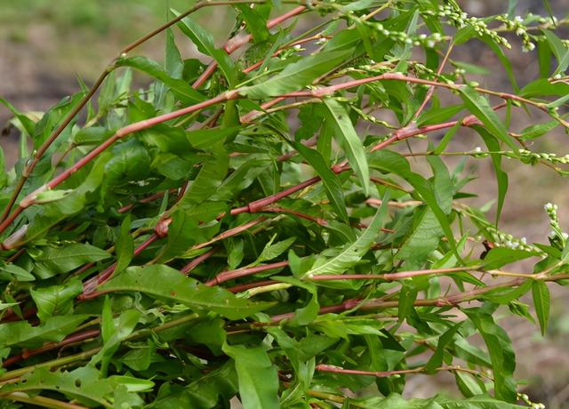 辣蓼草：因辣而出名，却是烧酒师傅的心头肉，泡柿子更是一绝-腾飞分享网