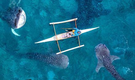 世界上最大的鱼，体长可达20米