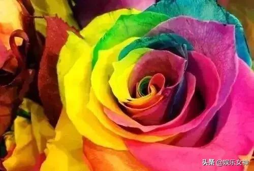 情人节送什么礼物好明天2.14情人节，214漂亮玫瑰送给群里每位朋友~醉倒一批人