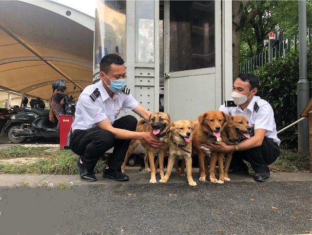 4隻流浪狗入職阿里，如今一年過去了，它們怎麼樣了？ 家有萌寵 第2张