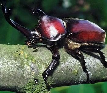 独角仙是什么昆虫，独角仙外形和特点（看了这只甲虫的励志故事）