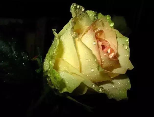 今年情人节流行送什么情人节快乐！所有罕见的玫瑰，送给好友！