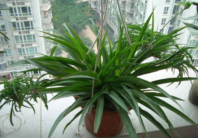 吊兰怎么养才能爆盆，养吊兰只需要注意三点