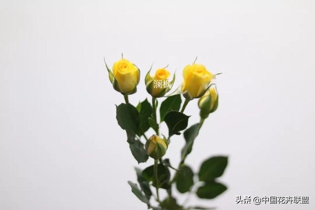 情人节送玫瑰花的含义情人节 看看你男朋友送你的是什么玫瑰花吧，玫瑰大合