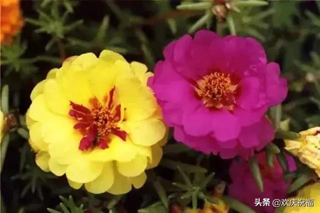 情人节送女生什么明日情人节，罕见情人花，你见过吗？忍不住发给你看看