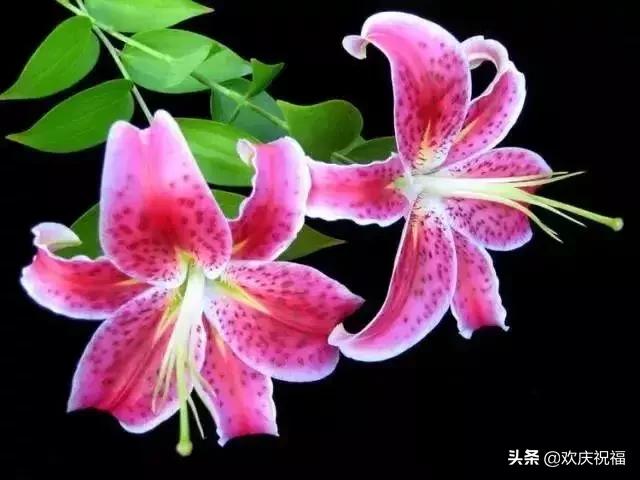 情人节送女生什么明日情人节，罕见情人花，你见过吗？忍不住发给你看看