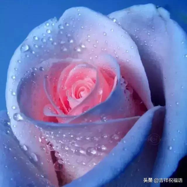 情人节礼物送什么明天情人节，送你999滴水玫瑰，太太太太美了，祝你美满幸福