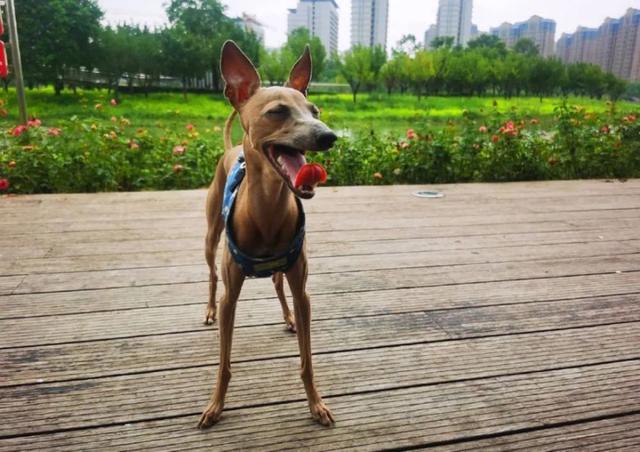 这两天点赞最高的视频，都是从河南发出的