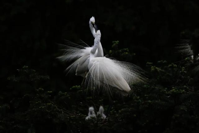 2020年“美丽中国，我是行动者” 主题摄影比赛微信投票通道正式开启