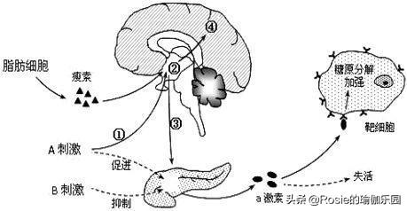 宋軼KPI開一百家店？同款仙女腰更撩人，節後3步纖腰腹助開工 健身減肥達人 第21张