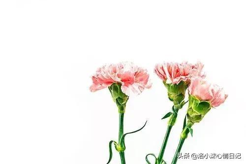 学生母亲节送什么礼物 母亲节送礼物作文500字