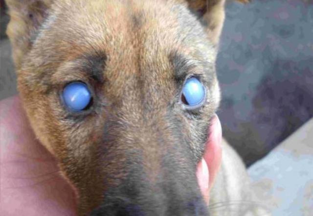 寵物醫生：犬傳染性肝炎俗稱「藍眼病」，我們應該如何治療和預防 萌趣萌寵 第4张